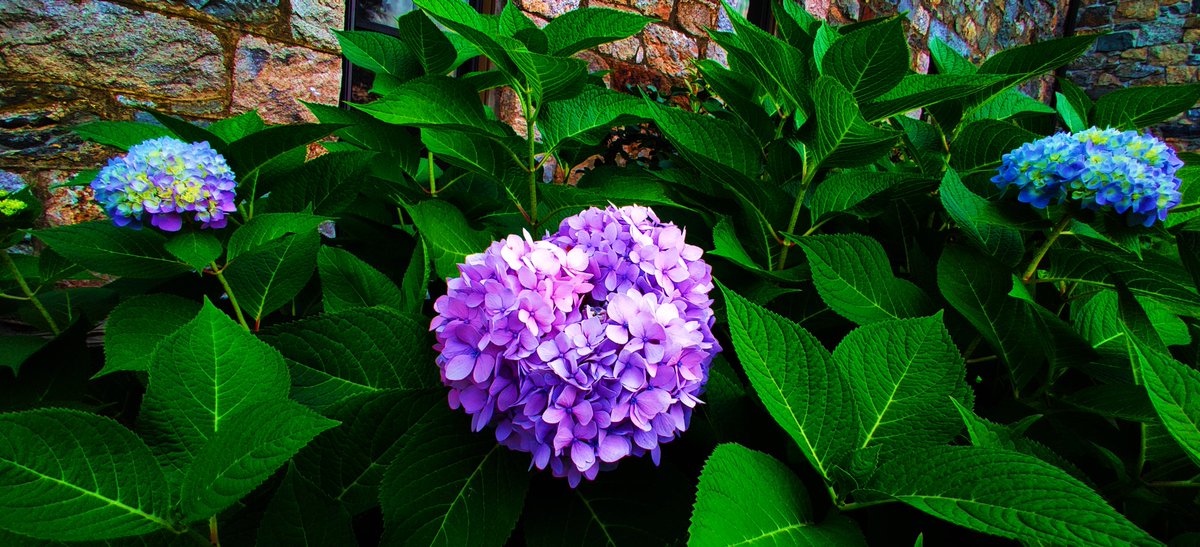 Sugar_Sev's tweet photo. #FLOWER #flowerphotography #flowerpictures #FlowersOfTwitter #Flowers #NatGeo #NationalGeographic #FlowerPics https://t.co/2ALab2025e