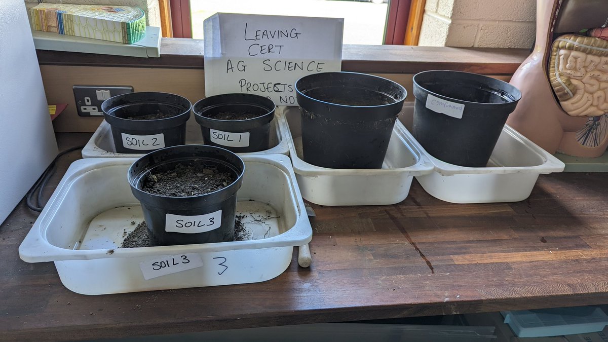 Current 6th years planted their grass seed for the #iis #lcagscience today! Sample size is limited but so is space and resources! <a href="/AgScience/">iasta</a>