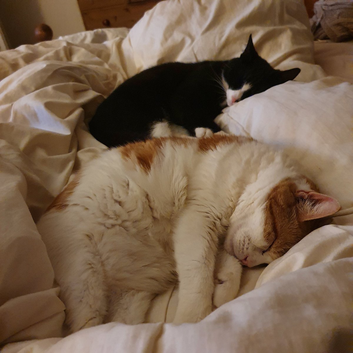 SuttonCords's tweet photo. My two lovely cats. We lost the younger one, who was nearly 5,  in a road accident in June, and had to say goodbye to the older one (aged 16) yesterday, who sadly had not recovered from an illness a few weeks ago and was getting very weak. I feel lost without them. 💔 https://t.co/EorTV9pKK3