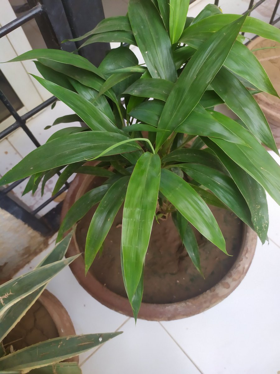 LilyE72's tweet photo. I miss my plants😢 https://t.co/JoXrpe5a4b