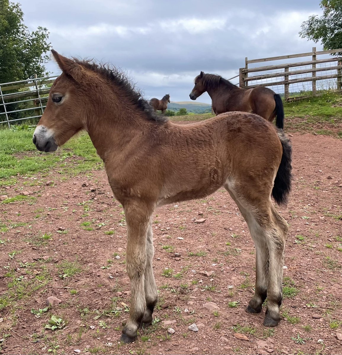 ExmoorPonyClub's tweet image. Posing this morning - Holtball Herd 11 Exmoor filly Holtball Spirit sired by Yogi Bear
#exmoorponies #exmoorpony #foal