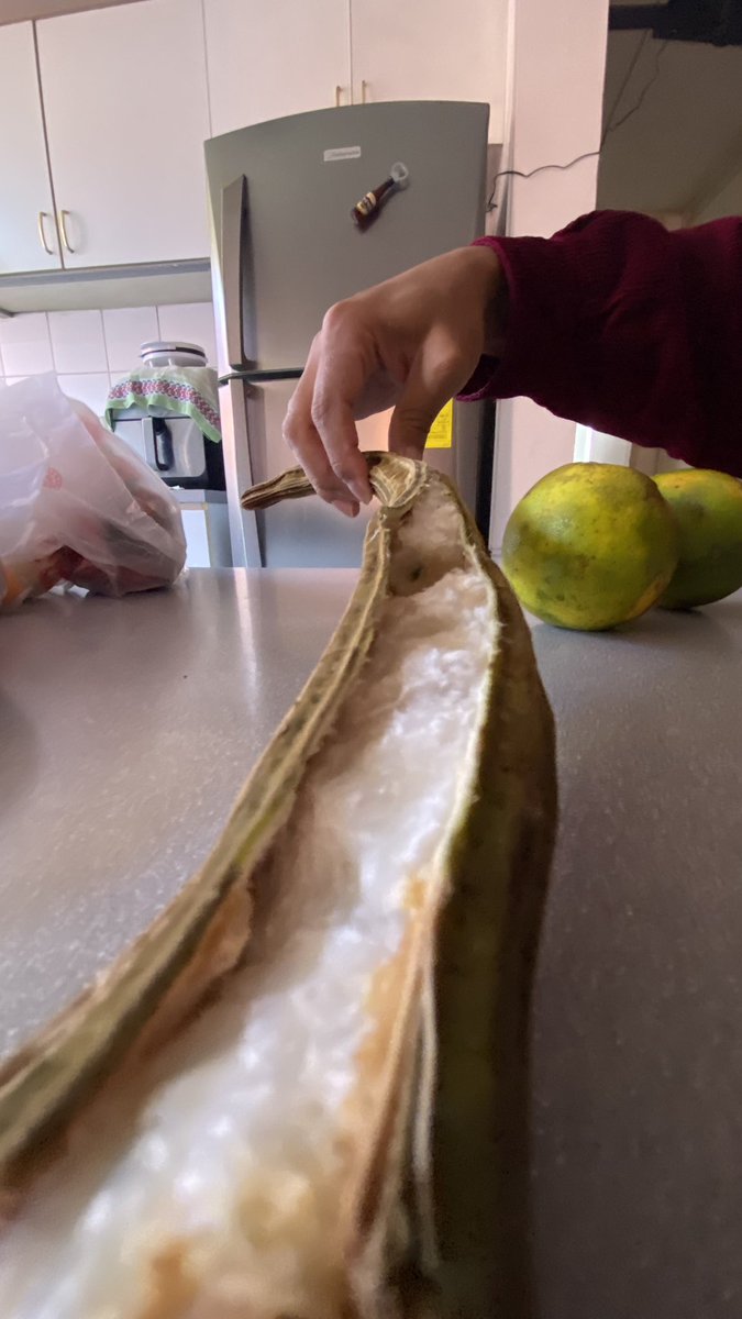 EsmeDelAyer's tweet photo. #Guaba 😋
#FrutasDeMiTierra https://t.co/dgzaWHLpyB