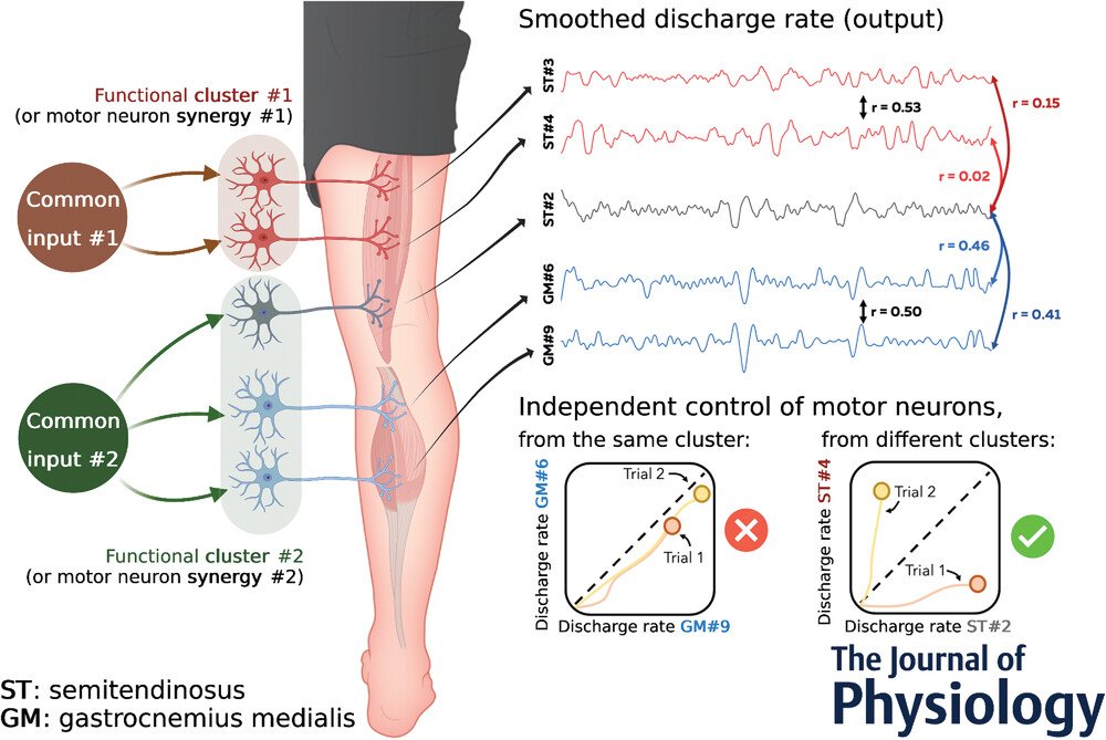 Signals that muscles receive are a "noisy" version of the signals that spinal motoneurons receive

But

⚡️Common inputs don't project to all motoneurons of a certain pool

They project to clusters that may span across muscles and/or a portion of a muscle

doi.org/10.1113/JP2836…