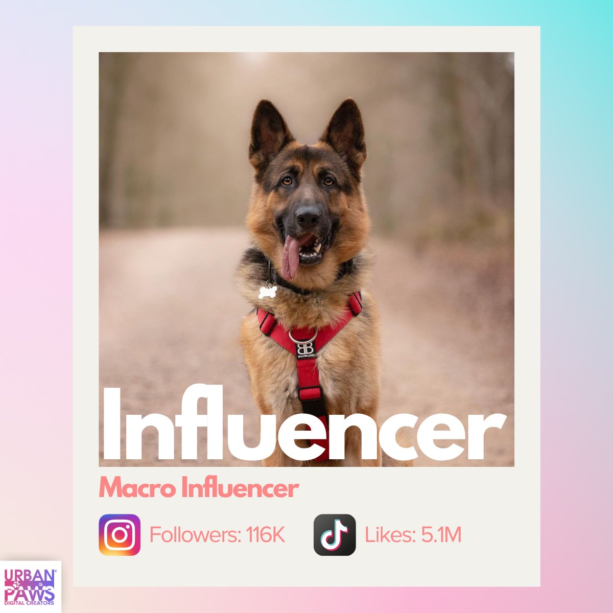 UrbanPawsandCo's tweet photo. Introducing Bear, the charismatic German Shepherd pet influencer! 🐾🌟 

Brands looking for a reliable and engaging partner need not look any further. 🚀  Bear is the ultimate collaborator for any brand seeking to make impact on social media. 

✉️: influencers@urbanpawsuk.com https://t.co/J55EFkzofz