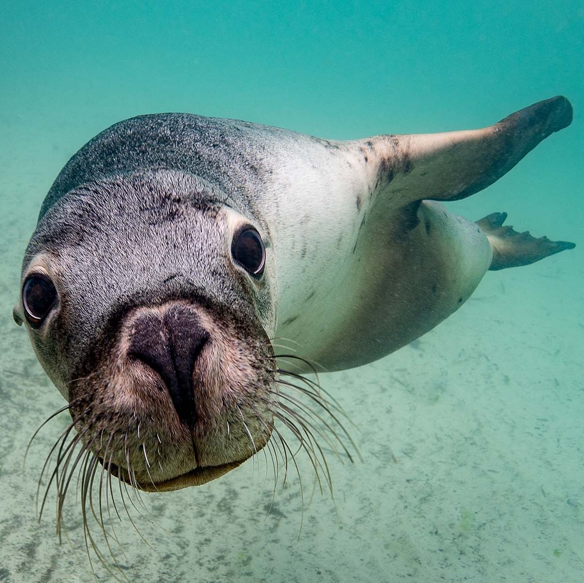 Ever dream of diving with dragons? Ikelite customer Jason Milligan does, and quite frequently. 

See more of Jason's underwater photos of sea dragons, sharks, sea lions, and much more: ikelite.com/blogs/customer…

📸 Jason Milligan