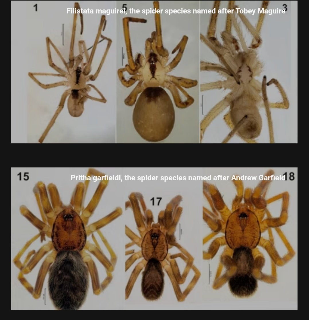 The Venom Spider: new genus named after Tom Hardy's Marvel character