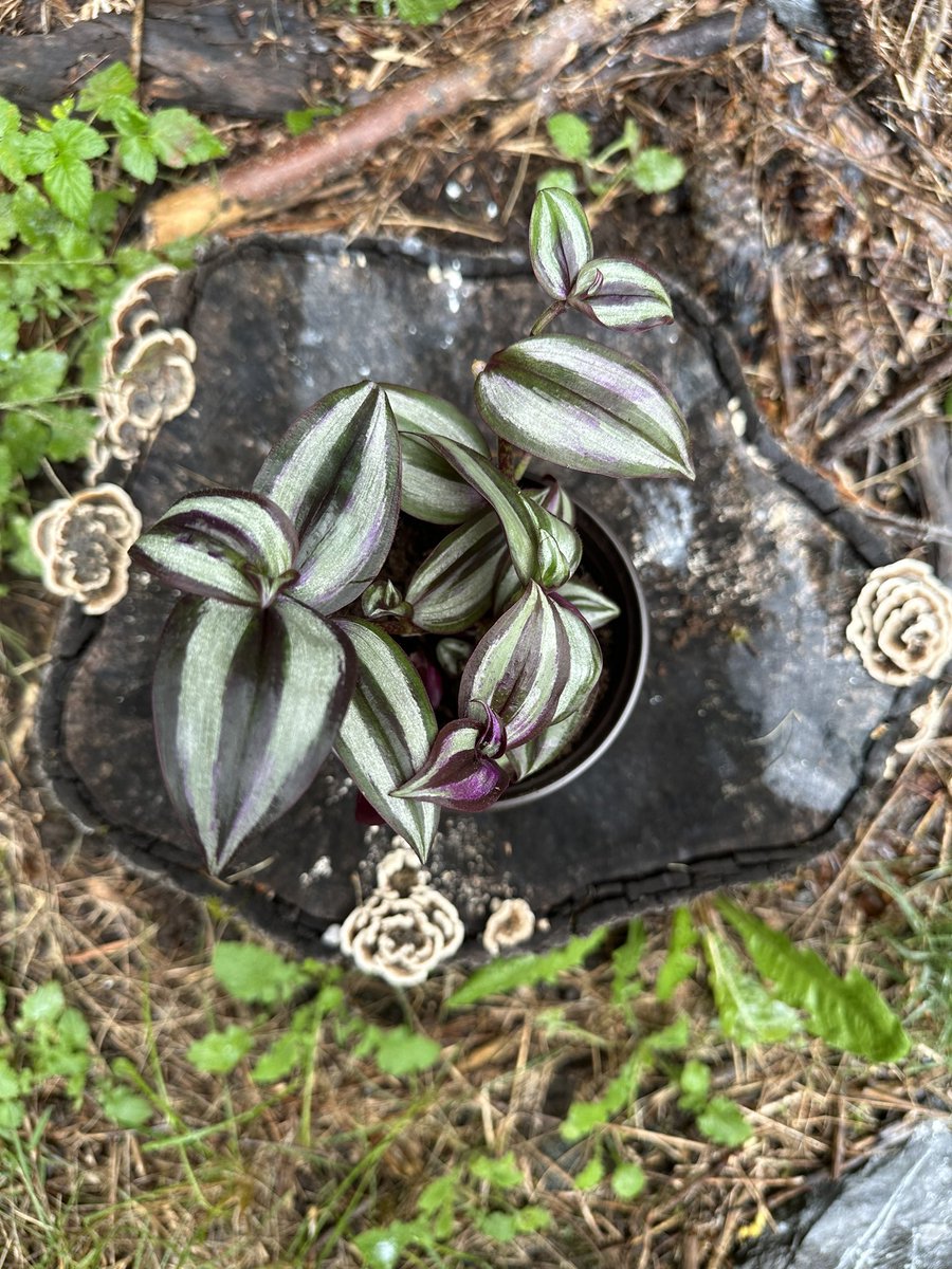 AlanaJones45's tweet photo. Plants for sale!! Finally I have my 2-4” pots for sale online! #SmallBiz #plantbusiness #smallbusinessowner #monstera #wanderingjew #planttwitter #silversatin #pothos https://t.co/lRnxKNBoiy