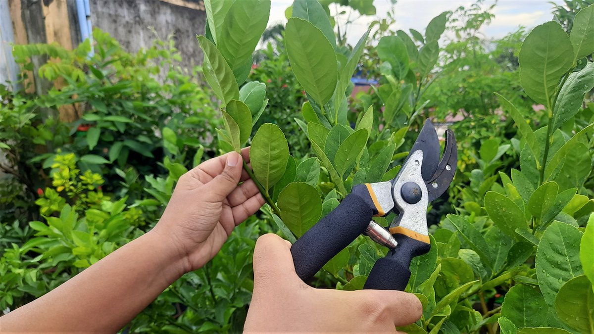 bera_rajatkanti's tweet image. সঠিক সময়ে, সঠিক প্রুনিং-এর ভুলে কি লেবুর ফলন কম হচ্ছে? ফুল এলেও ফল দাঁড়াচ্ছে না? New video @rajgardens বুধবার দুপুর ৩(IND), দুপুর ৩.৩০(BD)

#rajgardens #pruningtips #citrusplants #gardeningguide #fruitharvest #citruspruning #gardeningtipsandtricks #citrusfruits #pruninghack