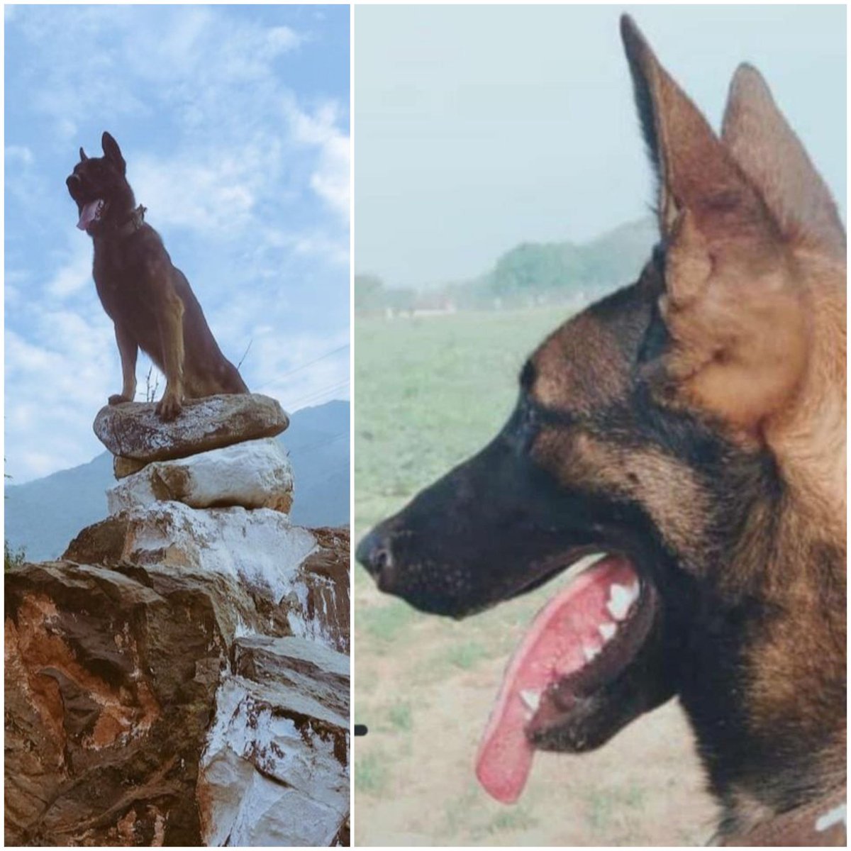 Kent KIA today, took bullets shielding her handler during an anti-terror op in Rajouri. Joins the likes of Zoom & Axel who also fought honourably & made the ultimate sacrifice fighting alongside soldiers in Kashmir last year. Both were mentioned in dispatches. Hope Kent is too.
