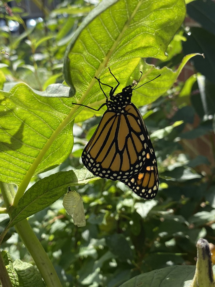 A brand new Monarch #Butterfly has entered the world thanks to our #nativegarden <a href="/Northport_HS/">Northport_HS</a>.  You can see the former chrysalis in this picture. #savethebutterflies #pollinators #nativeplants #rewild #teachnature <a href="/NENUFSD/">NENUFSD</a>