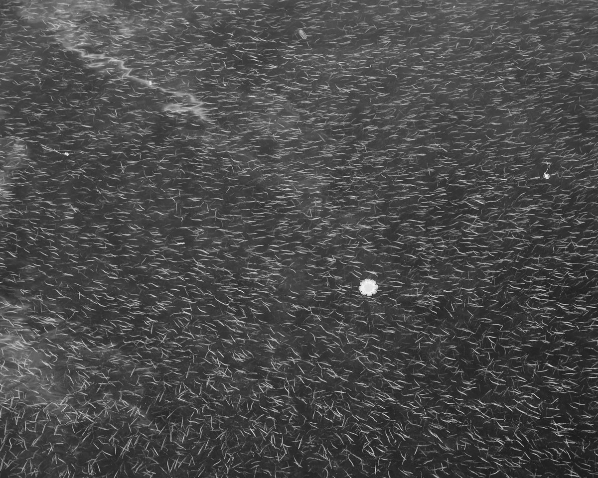 Jelly - Fish. <a href="/BulgerGallery/">bulgergallery</a> <a href="/wag_ca/">WAG-Qaumajuq</a> <a href="/InuitArtFdn/">Inuit Art Foundation</a> <a href="/CanadaCouncil/">Canada Council for the Arts</a> <a href="/CanGeo/">Canadian Geographic</a> <a href="/FujifilmX_US/">FUJIFILM X/GFX USA</a> <a href="/BBiennale/">Bonavista Biennale</a> <a href="/TheRooms_NL/">The Rooms</a>