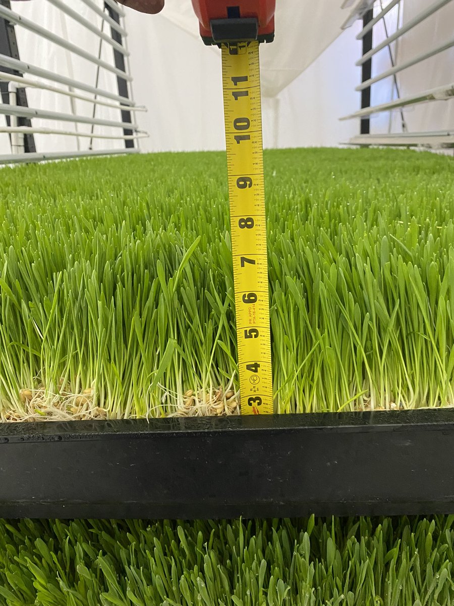 AgRenaissance's tweet photo. That’s what we like to see! 🥹 Beautiful lush and green #fodder!!

Hydroponic sprouts are the foundational feed solution for meat, milk &amp; egg production.

Growing hydroponic sprouts in a #verticalfarm system gives livestock producers reliable access to this foundational feed. https://t.co/eT5zC9VpJc