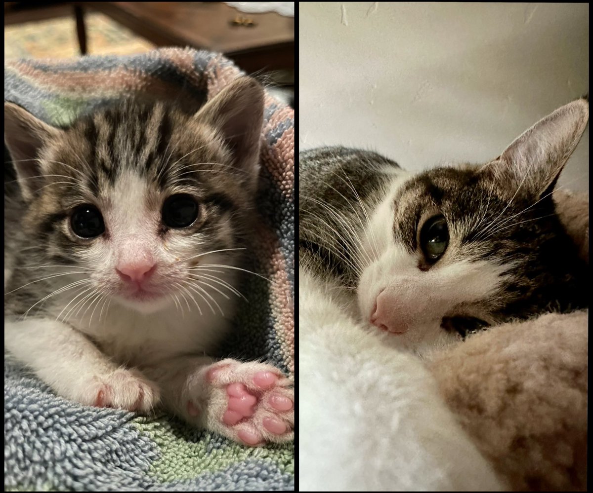 LaTorres Pack tweet media