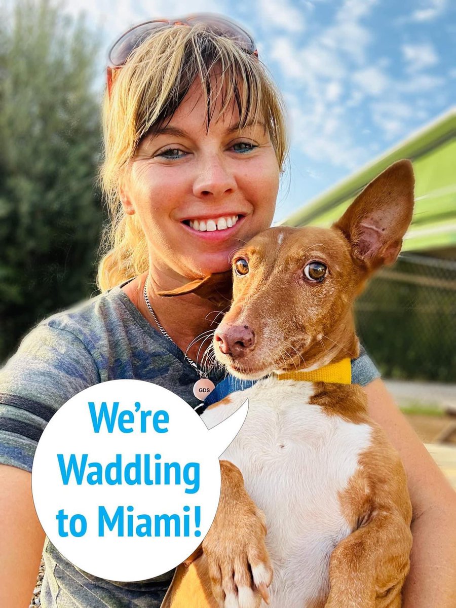 Galgos del Sol tweet media