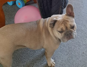 millypod1's tweet photo. 🆘27 AUG 2023 #Lost MAISIE #ScanMe #STOLEN??
OLDER Tan Brown French Bulldog Female
Crinkled ear due to old hematoma.
#Gravesend #Kent #DA11
https://t.co/w2HFWi2Doo https://t.co/1OSd8GHtGu