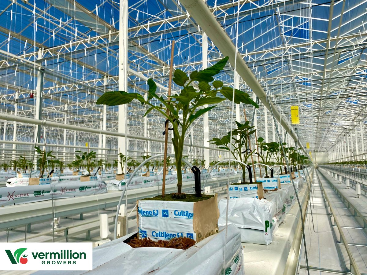 VermillionGrow's tweet photo. 🍅 Exciting Update from Vermillion Growers! 🌿

The moment we've all been waiting for has arrived - our tomato plants are officially thriving within our greenhouse! 🎉

 #VermillionGrowers #TomatoTime #LocalFlavor https://t.co/ylwKDRiH8I