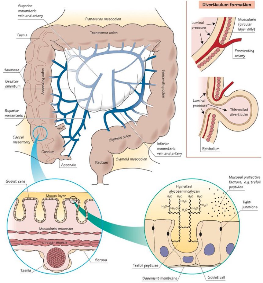 Hoy os traemos otra magnífica infografía sobre el colon #GITwitter
