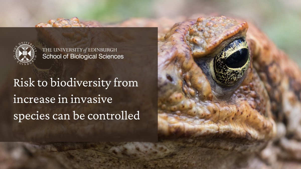 Read this brilliant article in @ConversationUK by @GLatombe, Lecturer in Environmental Change Biology. edin.ac/45ZKeuE #InvasiveAlienSpecies #biologynews #biodiversity #Research