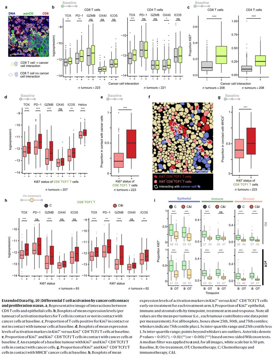 🔥More gems from our @Nature paper 🔍intracellular carboplatin increasingly accumulate during therapy, expecially in macrophages 🔍T cells in direct contact with cancer cells were functionally distinct:⬆️activation markers TOX, PD-1, OX40 and⬆️proliferating See also thread👇👇