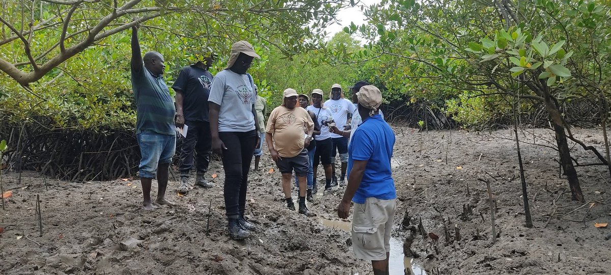WetlandsIntEA's tweet photo. Exciting and quite a memorable day 2 training on Community Based Ecological Mangrove Restoration in Mombasa in #mangroves at Miritini with @KeForestService, @KEFRIHQ @KmfriResearch and group sessions to cement lessons from day 1
#RootsOfHope  #WeNeedWetlands https://t.co/Cse29j15KG