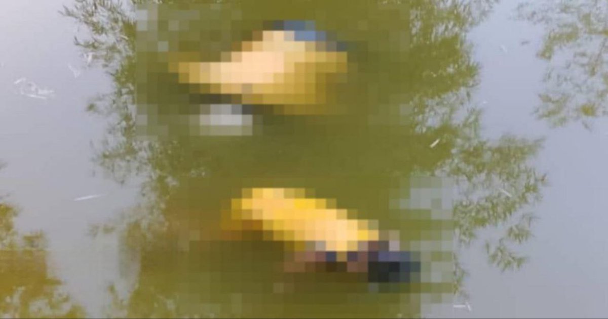 mynewshub's tweet photo. Warga emas, cucu ditemui mati lemas dalam kolam terbiar

SUNGAI PETANI – Seorang lelaki warga emas ditemui lemas bersama cucunya di dalam kolam terbiar berdekatan restoran ikan bakar di Taman Kempas dekat sini malam tadi.

Mayat lelaki berumur 78 tahun dan cucunya berusia setahun tujuh bulan ditemui oleh seorang pekerja restoran itu pada pukul 7.20 malam tadi sebelum memaklumkan kepada MERS 999.

Ketua Polis Daerah Kuala Muda, Asisten Komisioner Zaidy Che Hassan berkata, pihaknya kemudian bergegas ke lokasi dan mengeluarkan kedua-dua mangsa dari dalam kolam sedalam satu meter itu.

“Temu bual dengan bapa kanak-kanak malang itu mendapati, setiap petang lelaki warga emas itu akan membawa cucunya berjalan-jalan selepas diambil daripada ibunya yang bekerja di sebuah kedai makan di Taman Kempas.

“Tetapi sehingga pukul 7 malam tadi dua beranak itu tidak pulang menyebabkan bapanya risau dan keluar mencari, tetapi terkejut apabila mendapati bapa dan anak lelakinya ditemui terapung di dalam kolam itu,” katanya.

Kata Zaidy, pemeriksaan terhadap kedua-dua mangsa dan lokasi kejadian tidak menemui sebarang unsur-unsur jenayah.

Mayat dua beranak itu dihantar ke Unit Forensik Hospital Sultan Abdul Halim di sini untuk bedah siasat. manakala kes diklasifikasikan sebagai mati mengejut. – KOSMO! ONLINE

Oleh OTHMAN YAHAYA
12 September 2023, 11:06 am