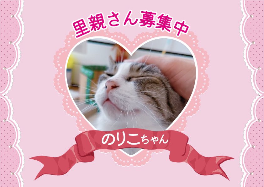 63NiY6yY7YDHiYk's tweet photo. ゴミ屋敷で10年必死で生きたのりこちゃん。
9月の譲渡会でトライアルが決まったんですが、残念ながらお断りの連絡が。
なので再度里親さん募集します。

保護猫の中でも1番の甘えん坊さん♡
なでなでずっとしてほしいタイプ。
#猫にゃんネットワーク府中 
#拡散RT希望 https://t.co/jhr3DlrpGY