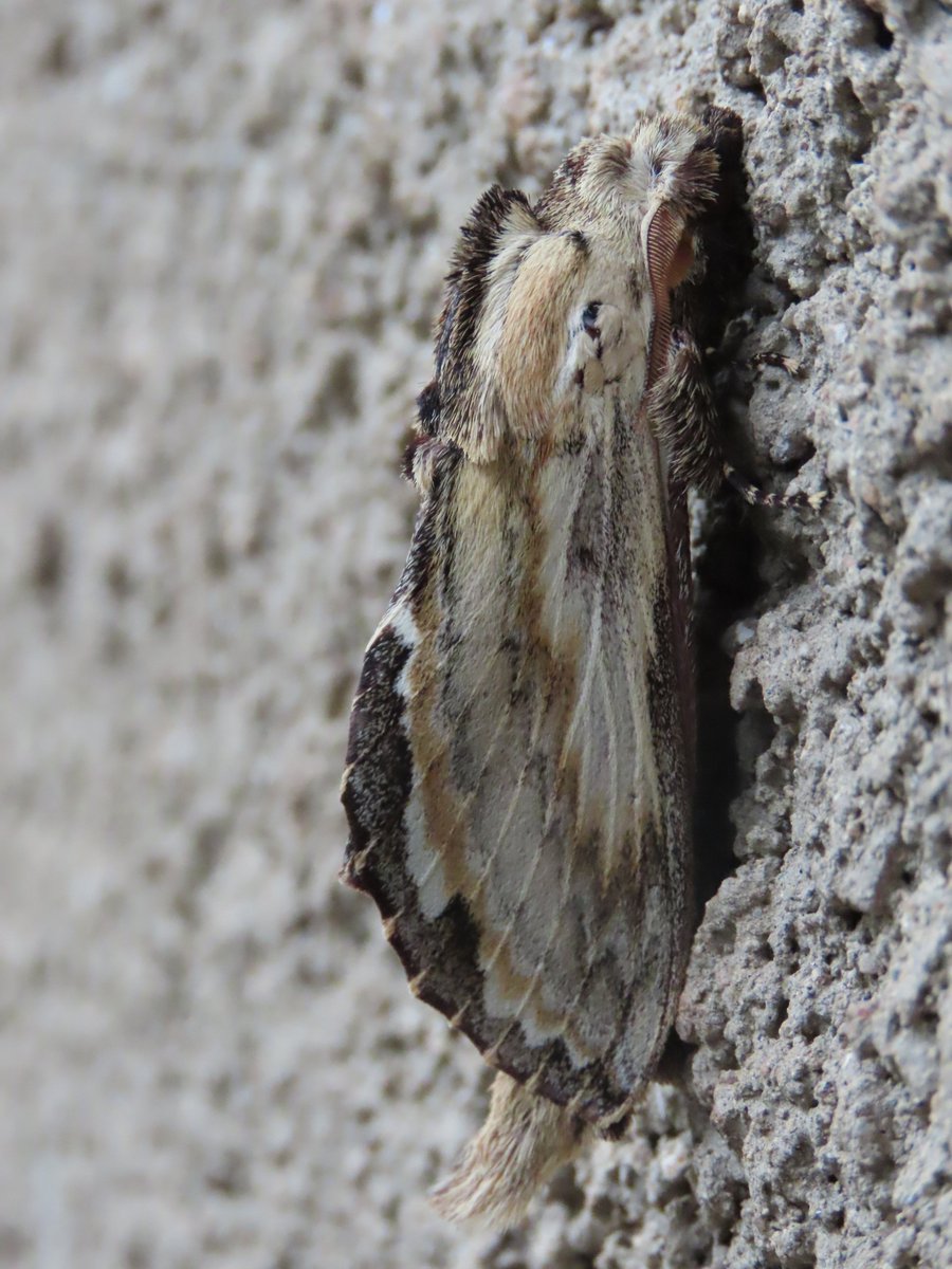Another stunning moth from the Makerere Biological Field Station in Kibale National park, Uganda. August 2023
