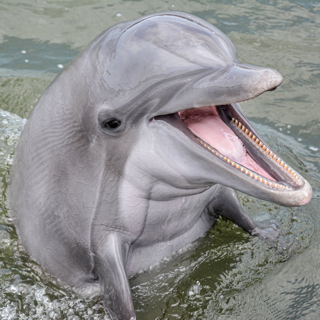 Dolphin Research Ctr tweet media