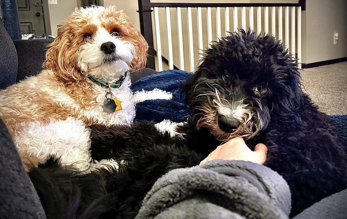 Just wanted to apologize for the lack of posts lately. School is back and I’m back to full time at my day job, plus my depression has been hitting hard the last couple weeks. I’ve got a couple projects in the works; In the mean time, have some puppies to brighten your day. 🐶