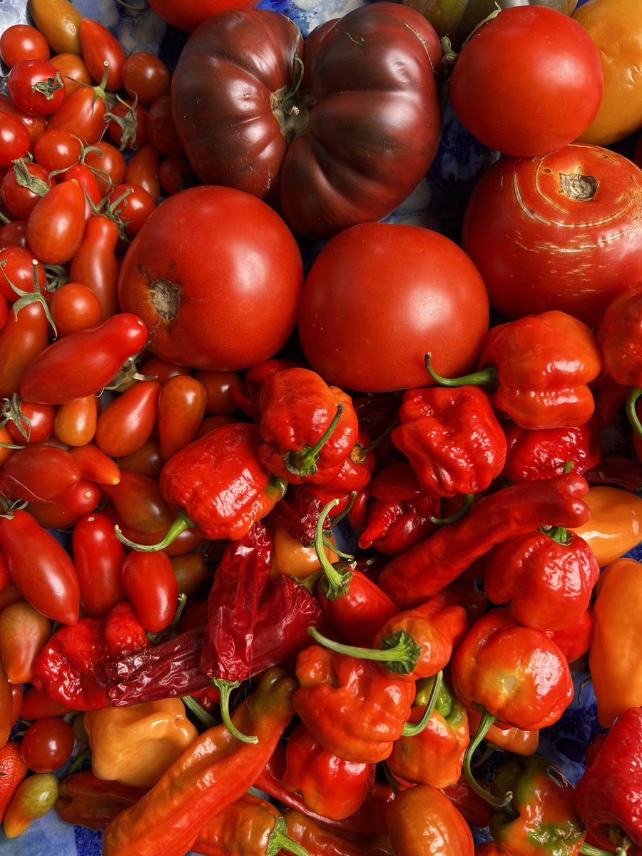 I didn't have a lot of time.
Made the most of the time I had. 

And yet, the little I did plant has given me so much.

“Great acts are made up of small deeds.” - Lao Tzu

Going to keep at it. Little things. Small things.

And I’m going to make hot sauce too.