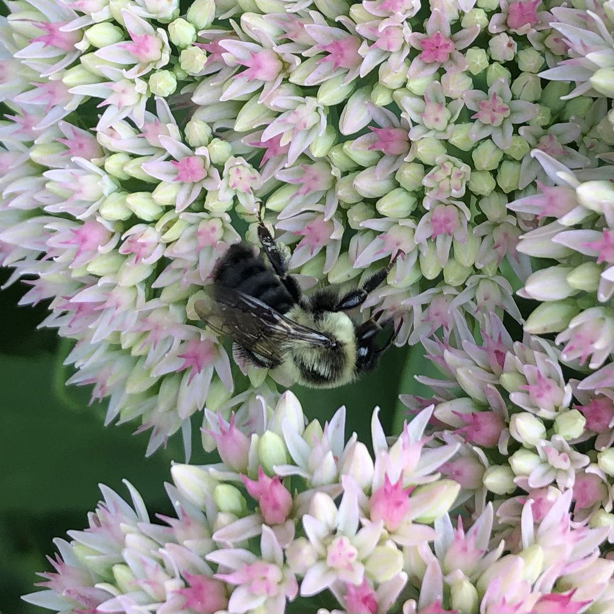 Love this little bee! 🌸🌿🐝 #NaturePhotograhpy #nature #naturelovers #Flowers #bees