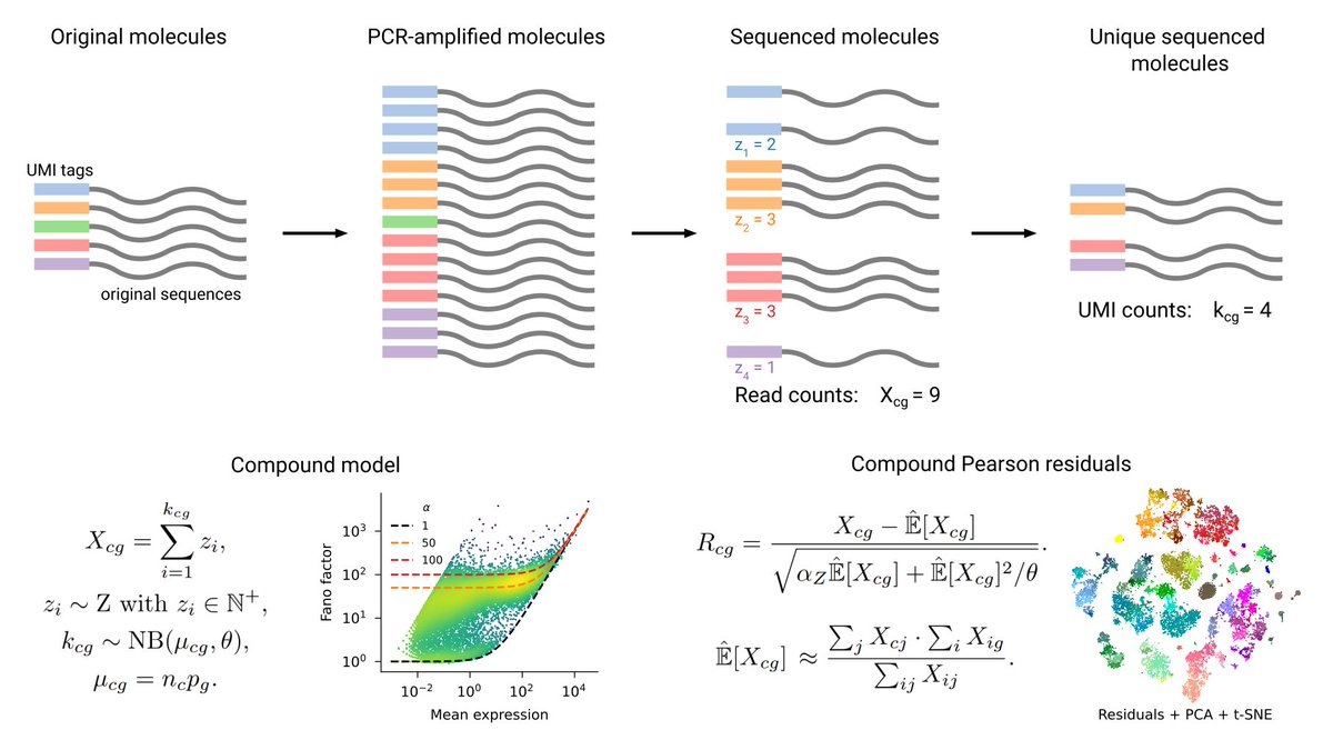 Jan Lause 🟦 @janlause.bsky.social🦉 (@janlause) on Twitter photo How would you model #scRNA read count data w/o UMIs?
We say: Use our compound NB-model, get a fast, theory-based normalization for free - Compound Pearson residuals!
New preprint with <a href="/hippopedoid/">Dmitry Kobak</a> <a href="/chris_zie/">Christoph Ziegenhain</a> <a href="/LHartmanis/">Leonard Hartmanis</a> @CellTypist:
biorxiv.org/content/10.110…
See 🧵for details! How would you model #scRNA read count data w/o UMIs?
We say: Use our compound NB-model, get a fast, theory-based normalization for free - Compound Pearson residuals!
New preprint with <a href="/hippopedoid/">Dmitry Kobak</a> <a href="/chris_zie/">Christoph Ziegenhain</a> <a href="/LHartmanis/">Leonard Hartmanis</a> @CellTypist:
biorxiv.org/content/10.110…
See 🧵for details!