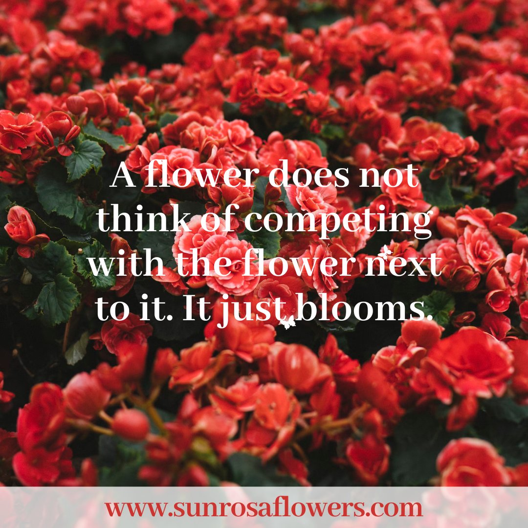 sunrosaflowers's tweet photo. A #flower does not think of competing with the flower next to it. It just #blooms.
.
.
.
.
#flowerquotes #happiness #flowerstagram #garden #flowerpower #roses #gardening #beauty #naturelovers #wedding #relationships https://t.co/UML2FdV6gy