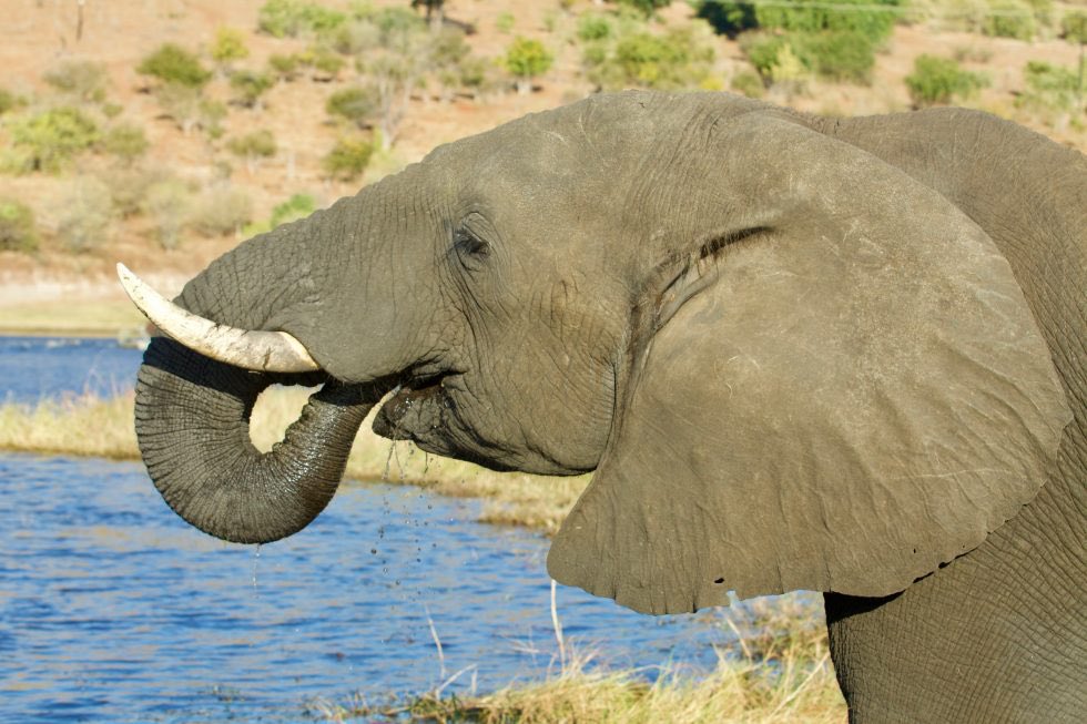 NomaDube's tweet photo. The Harmful Practice of Trophy Hunting on Wildlife and Communities in Zimbabwe - 
https://t.co/tq5j9ytHsz .@PeterEgan6 .@HSIUKorg .@dan710ths .@JournoJane .@newselephant .@RealGaryWebster .@CBTHunting .@LeninChisaira .@FourPawsUK #BanTrophyHuntingImports #BanTrophyHunting https://t.co/pHgOT2eOqv