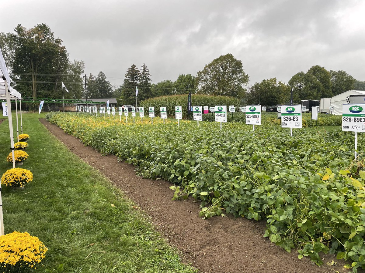 NK® Seeds Canada tweet media