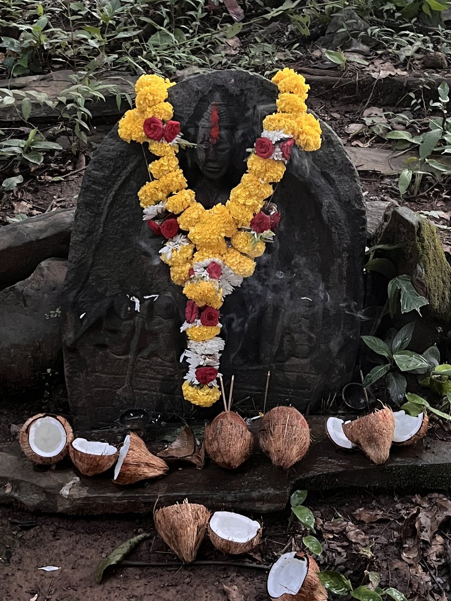 sanjeevsanyal's tweet image. In a sacred grove in the inland forests of Goa, there is an ancient shrine to Nau Devi - the goddess of ocean voyages. We went there today to seek her blessings for our stitched ship project