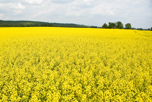 MB Agriculture is looking for a new Oilseed Specialist! Join the team and help grow Manitoba’s canola, sunflower, flax and hemp industries! jobsearch.gov.mb.ca/generateBullet…