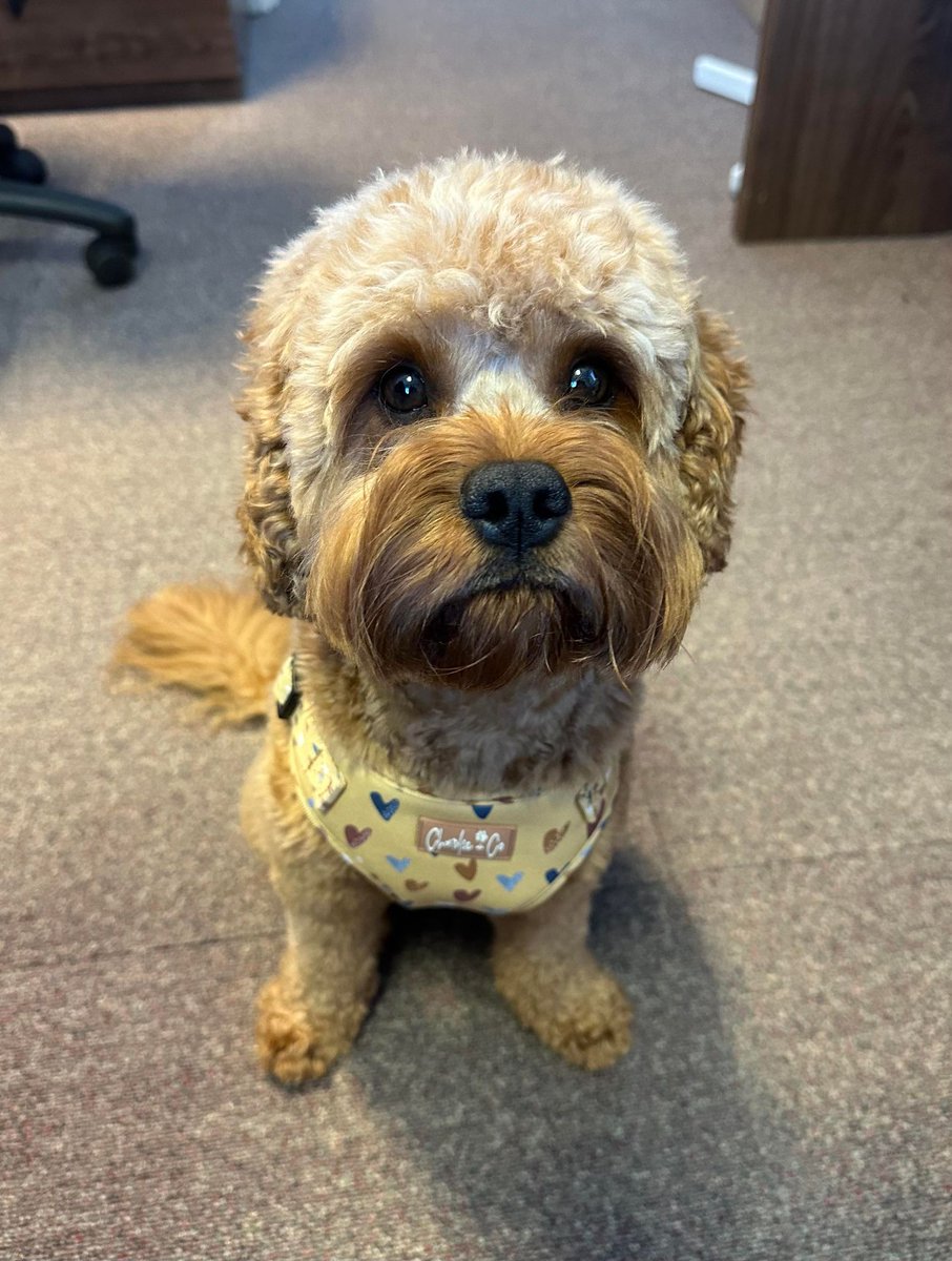 ToiletSpares's tweet photo. Our phone line is open 9am-12pm and 1pm-4pm every Monday-Friday to answer any queries you may have, so please get in touch on 01606334122! If you ever hear a little 'woof' in the background, it's our well loved office dog Frank trying to say hello😄 https://t.co/XyGV4fe2Pw