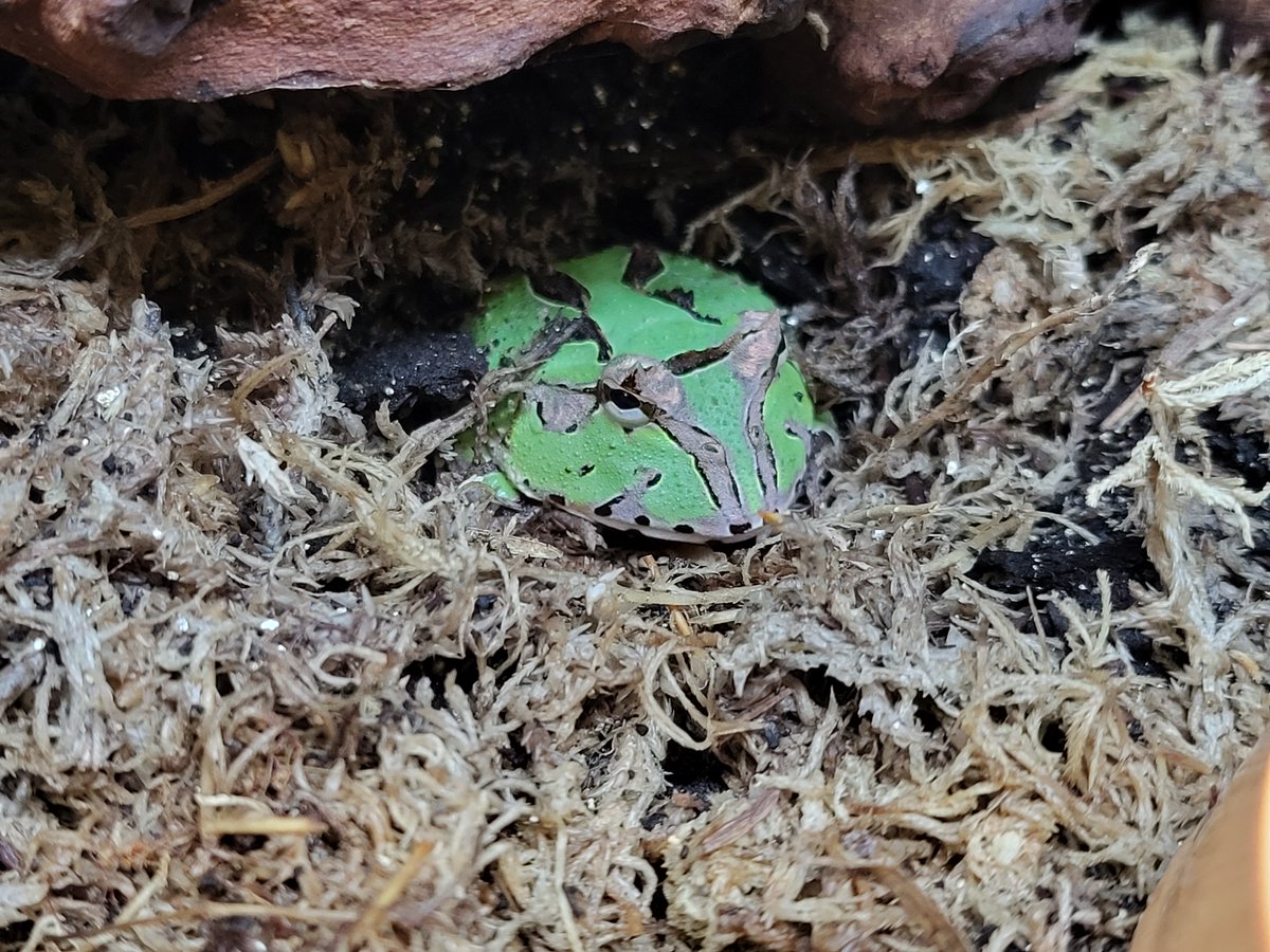 Definitely my favourite species of frog, the ever funny-looking (and adorable!) Horned Frog! These little fellas are always ready for a meal and display some of the most stunning and interesting colours and patterns we have in the shop!

5-Star Animal license no: AWL0025