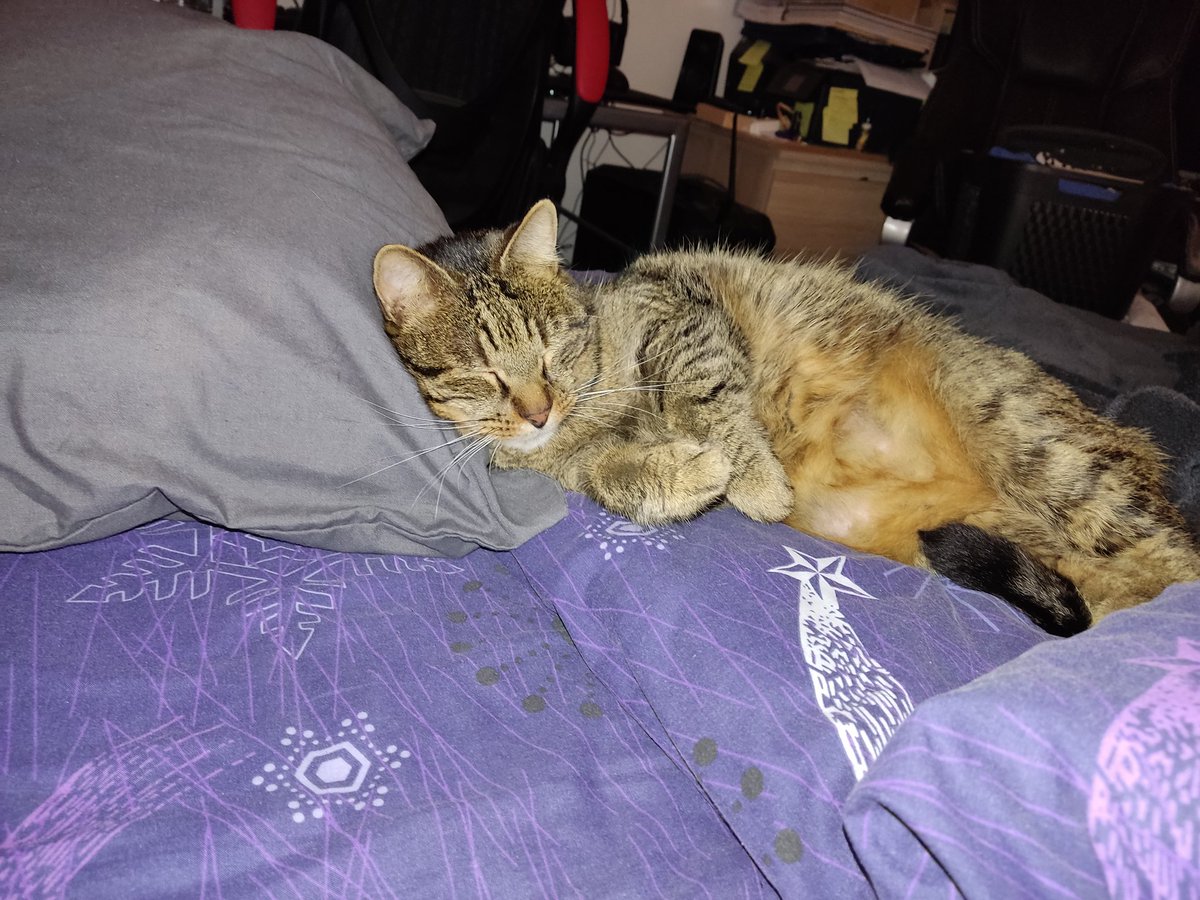 Mams_58's tweet photo. @Osanguine_Cos Bien posey pour une bonne nuit le chaloupio ^^ https://t.co/G22wKhpA42