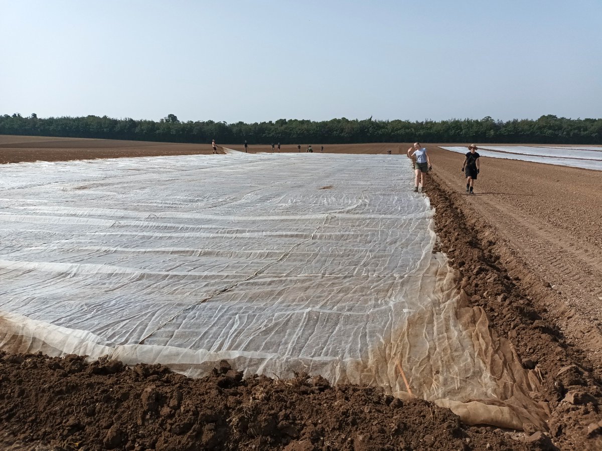 niabgroup's tweet photo. Here are the #NIAB Cambridge trials and Agricultural Crop Characteristics (ACC) teams working together to net the many thousand recently drilled winter oilseed rape plots covering various national list, pathology, commercial and DUS trials - ensuring they are safe from pests! https://t.co/oDqtOV5OsQ