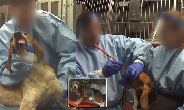 VictoriaAsplin's tweet photo. @LindaFenn1 Beagles are used as they are small, so easily handled, gentle natured &amp; can be trained at an early age to give paw ..for needles etc. 
The dogs at MBR are The Marshall Beagle. Bred especially for testing. 
So wrong...16wks old they leave, crying and confused. Unnecessary torture https://t.co/Bv7S7xrfUC