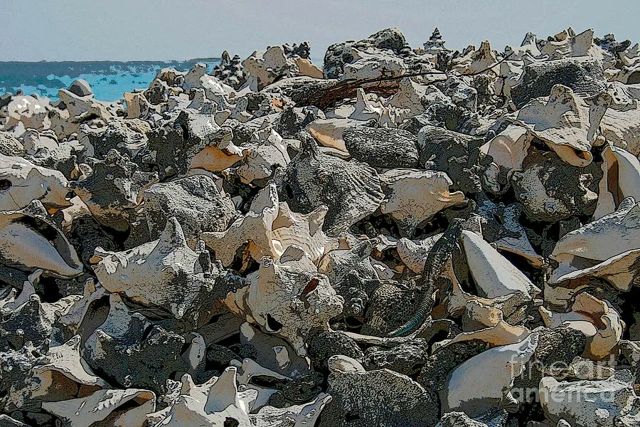 PatriciaPhotos's tweet photo. Conch shells https://t.co/RukOBrzNGs By https://t.co/XNdFxm8jkg #wallart #homedecor #fineart #AYearForArt #photography #conchshells #caribbean #heap #beach #ocean #Bonaire https://t.co/G6cmK84ZNo