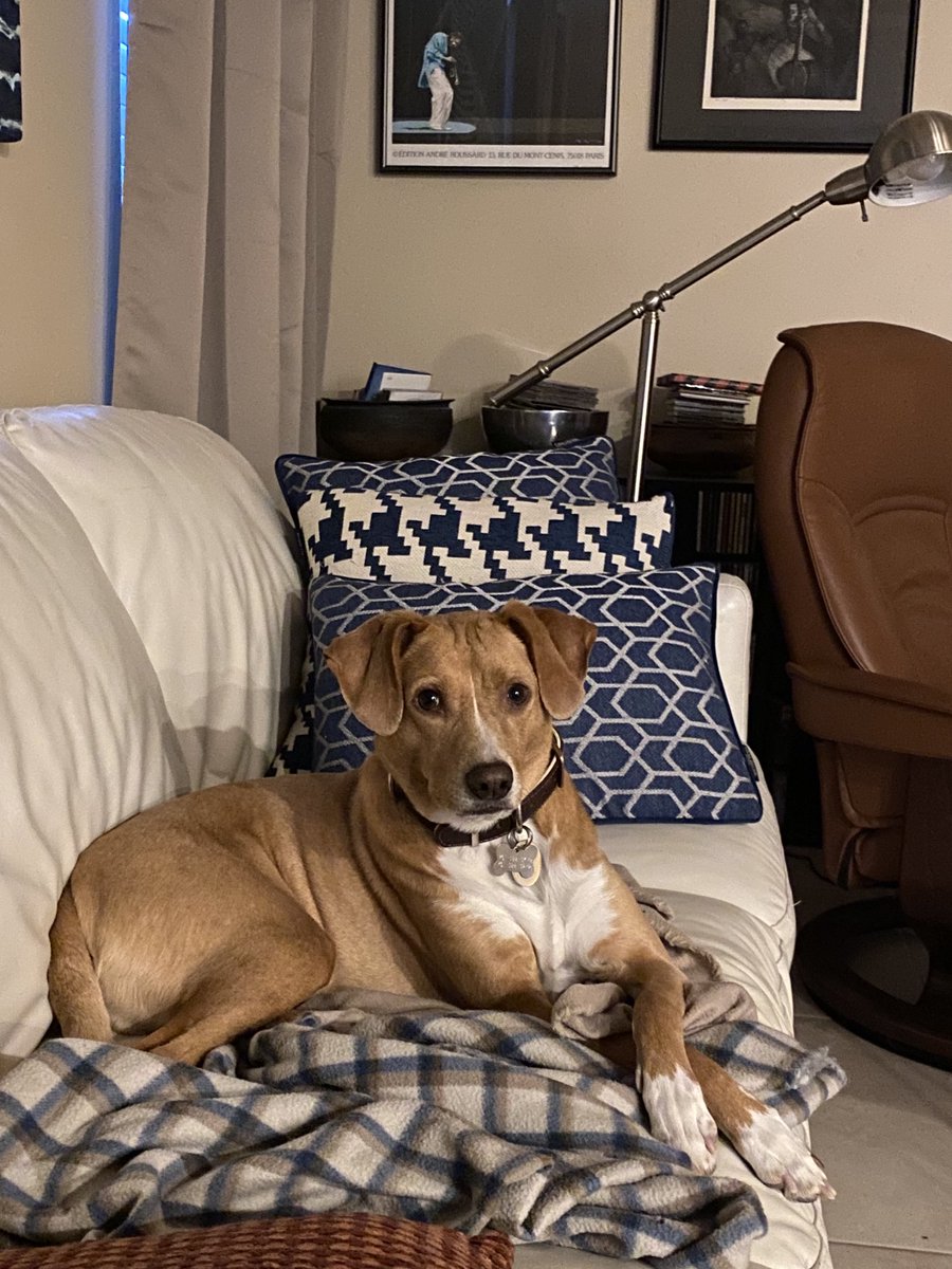 Handsome Barney Rubble, my sleek, loving companion. Ready for his calendar shot in Las Cruces, New Mexico, USA. ⁦<a href="/OfficerEdith/">Officer Edith</a>⁩ ⁦<a href="/EstherThePig/">Esther TheWonder Pig</a>⁩