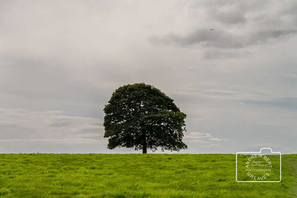 Gloucestershire , 2023

#TreeTuesday #TuesdayTree #tree #Nikon #trees #naturalworld #nature #treephotography #landscape #Gloucestershire #naturephotography #landscapephotography #treesareawesome #Gloucestershirelandscape #photography #art #visualart #england