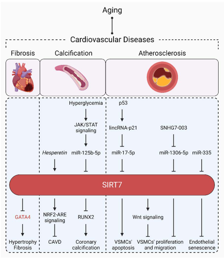 APSPublications's tweet photo. New in @physiolrev: Umar Raza et al. write about #SIRT7 as the seventh key to unlock the mystery of #aging -- & its specific manipulation has the potential to ensure health & longevity!
https://t.co/zYntWYXdKg
#StressResponse #Sirtuin #LysineDeacylases https://t.co/CjJYZM36CK