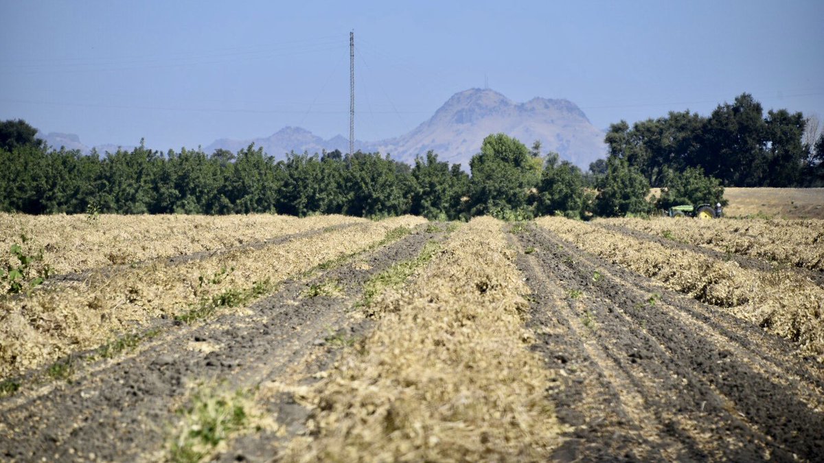 RD108Irrigation's tweet photo. Windrowed dry bean field just off Wilson Bend Road south of our headquarters #sutterbuttes https://t.co/ulyKjgoBC0