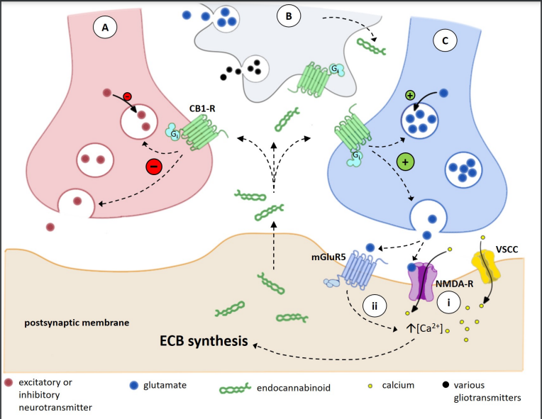 JNeurophysiol's tweet image. New in #JNeurophysiol 👉A systematic review of how cannabinoids affect motoneuron output by Elijah M. K. Haynes et al.

🖱 ow.ly/GFme50PKlAW

#MotorUnit #MovementControl #neurobiology #SystematicReview
Fig 1👇