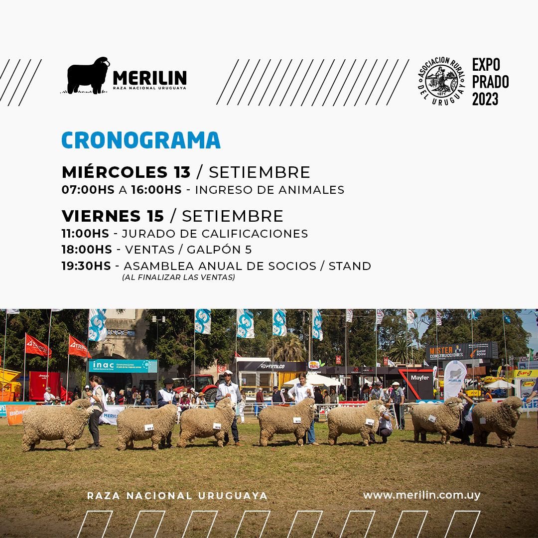 merilinuy's tweet photo. Mañana ingresa la Raza MERILIN a la @ExpoPrado 2023.

Te esperamos!!
Viernes 15/9
11hs Jurado de Calificación 
18hs Ventas
19y30hs Asamblea Anual de Socios

#razanacionaluruguaya
#MERILIN https://t.co/oxYnjgVmLn
