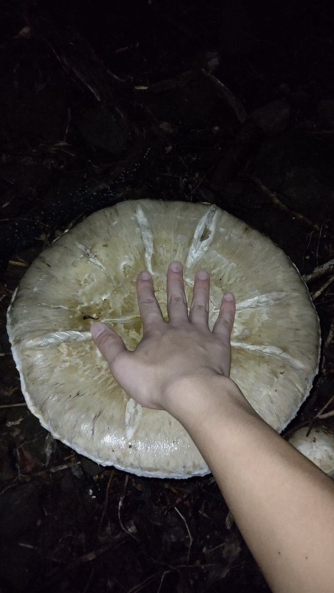 amanita55's tweet photo. 超巨大モミタケ。

傘がベっタベタでした。 https://t.co/R22McGjCj9